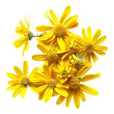 Arnica