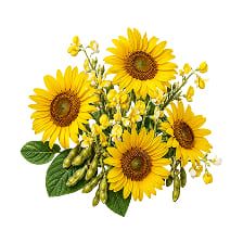 Vitamine E